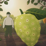 Nonitopia - 100% Bio Noni sula