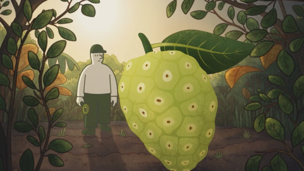 Nonitopia - 100% Bio Noni sula